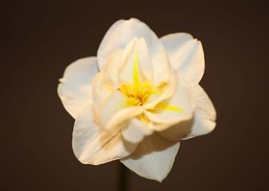White narcissus blossoming