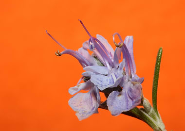 Rosemary flower blossoming
