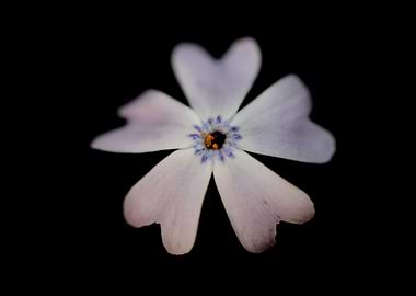 Phlox sabulata blossoming