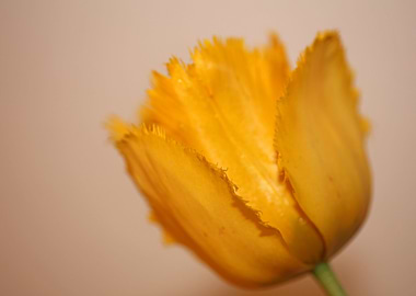 Tulipa flowering liliaceae