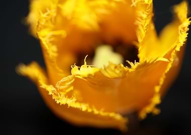 Tulips flower blossoming