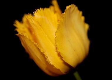 Yellow tulip flower macro