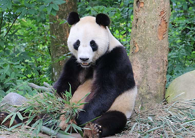 Panda Bear in the Forest