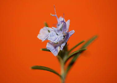 Rosemary flower blossoming