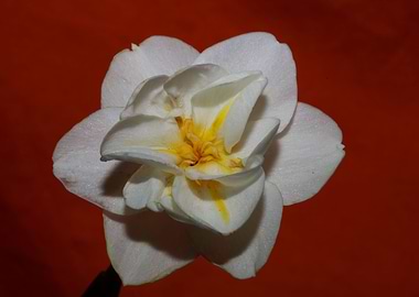 White narcissus flowering