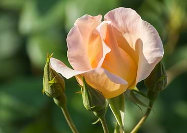roses in bloom in the gard