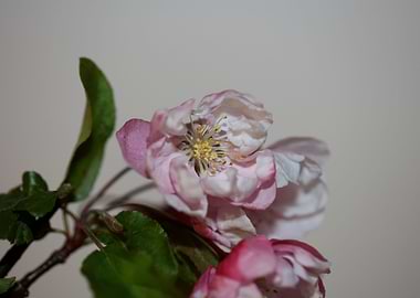 Prunus serrulata blossom