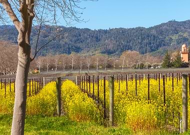 Springtime in Wine Country
