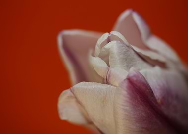Tulip flower background
