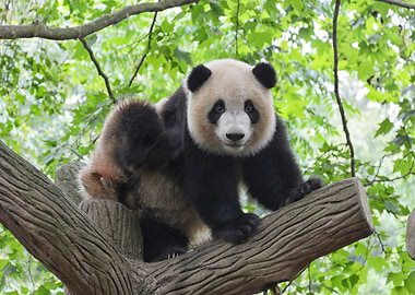 Panda Bear at the Tree