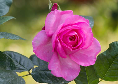 roses in bloom in the gard