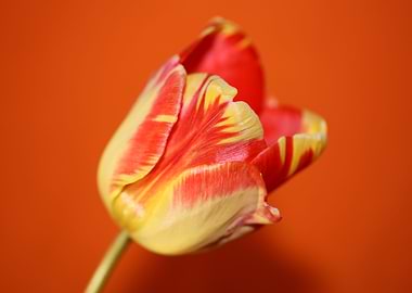 Tulip blossom close up