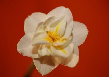 White narcissus flowering