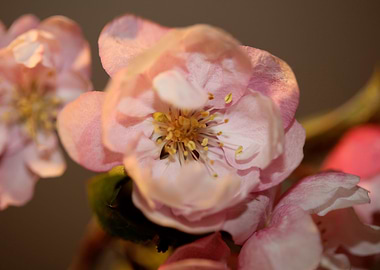 Prunus serrulata blossom