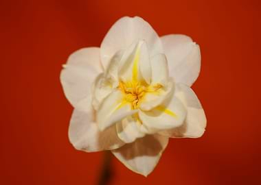 White narcissus blossoming