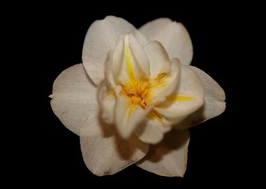 Narcissus dubius flowering