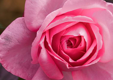 roses in bloom in the gard