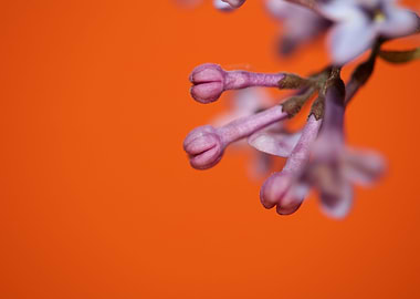 Flower syringa vulgaris