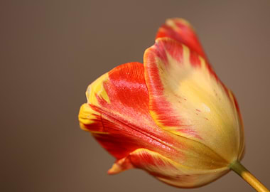 Tulip blossom close up