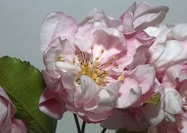 Prunus flower blossoming