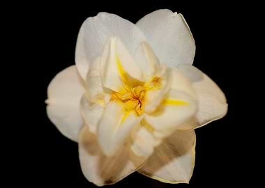 Narcissus dubius flowering