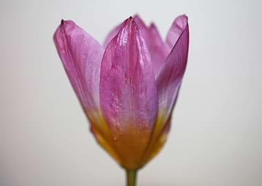 Crocus flower background