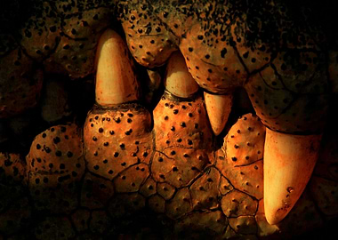 Crocodile jaws