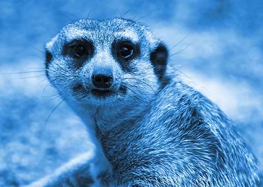 Suricate classic blue