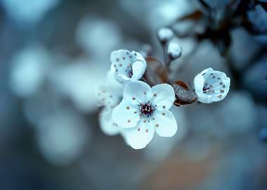 Spring trees, white flower
