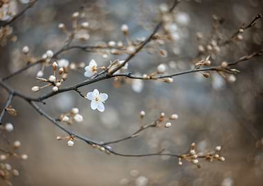 Spring trees, white flower
