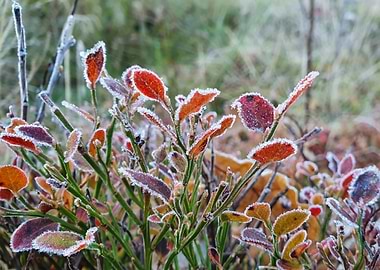 Frozen blueberry bush