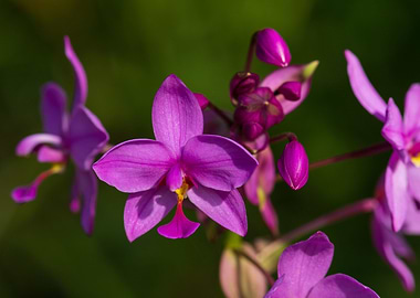 Purple Orchid