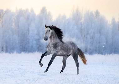 Wild horse