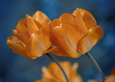 Orange yellow tulips,macro