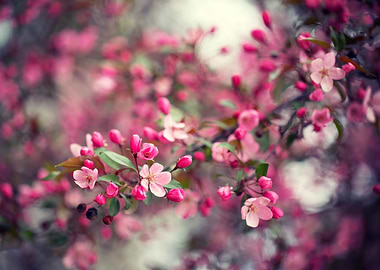 Pink cherry blossom flower