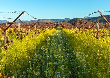 Field Mustard and Vines