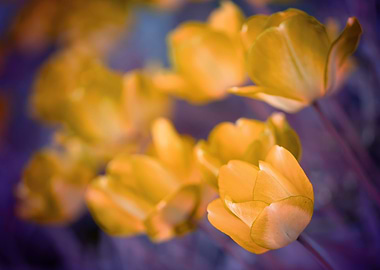 Spring yellow tulips,macro