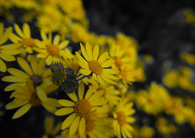 Yellow Flowers