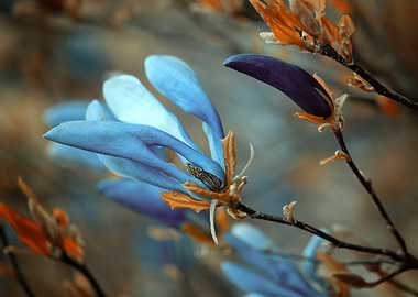 Blue Magnolia,macro,garden