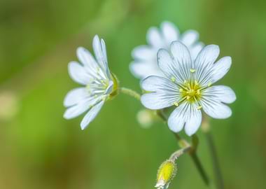 Field Chickweed