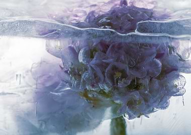 Armeria in ice 1