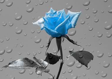 Rose Drops blue ck 4388