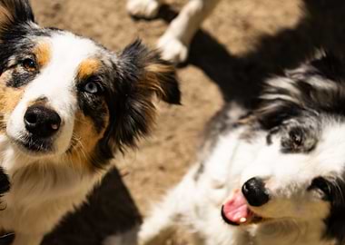 Two border collies