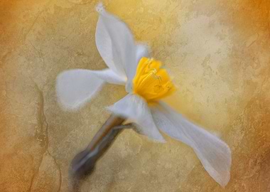 White narcissus flower