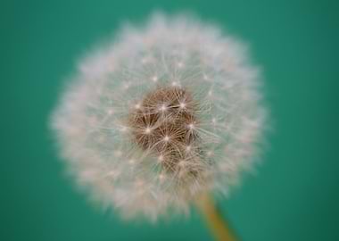 Blow ball flower blossom