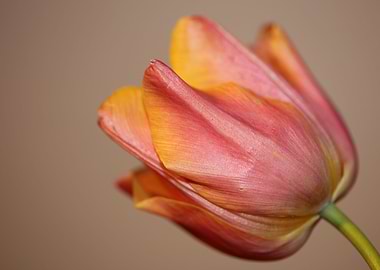 Tulipa close up background