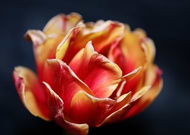 Tulipa blossom liliaceae