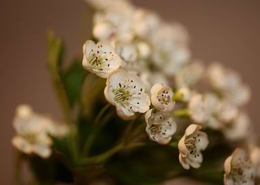 White flower blossoming