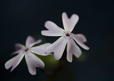 Phlox flower blossoming