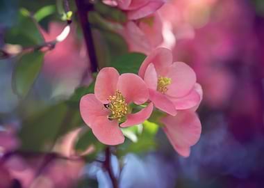 Pink flower, spring garden